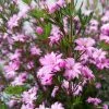 Boronia Pilosa Rose Blossom - Boronie Velue -Jardin De Fleurs Magasin Boronia pilosa Rose Blossom Boronie velue IF 16228 1