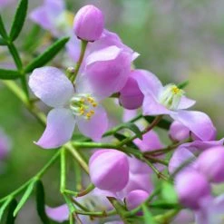 Boronia Pinnata Var. Muelleri - Boronie ForestiÃ¨re