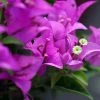 Bougainvillier Violet De MÃ¨ze -Jardin De Fleurs Magasin Bougainvillea spectoglabra Violet de meze 83235 1