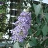 Buddleia Lochinch - Arbre Aux Papillons -Jardin De Fleurs Magasin Buddleia Lochinch 80059 1