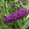 Buddleia Davidii Harlequin - Arbre Ã  Papillons PanachÃ© -Jardin De Fleurs Magasin Buddleia davidii Harlequin 87567 1