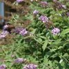 Buddleia Davidii Nanho Purple - Arbre Aux Papillons Nain -Jardin De Fleurs Magasin Buddleia davidii Nanho Purple 87569 1