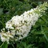 Buddleia Davidii Nanho White - Arbre Aux Papillons Nain -Jardin De Fleurs Magasin Buddleia davidii Nanho White 87570 1