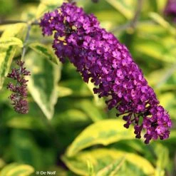 Buddleia Davidii Santana - Arbre Ã  Papillons PanachÃ©