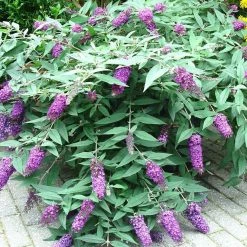 Buddleja BLOOMTASTICÂ® Dreaming Lavender - Arbre Aux Papillons Nain