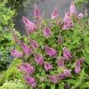 Buddleja Davidii Butterfly Butterfly Candy Little Pink - Arbre Aux Papillons Nain