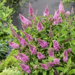 Buddleja Davidii Butterfly Butterfly Candy Little Pink - Arbre Aux Papillons Nain