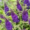 Buddleja Davidii Butterfly CandyLittle Purple - Arbre Aux Papillons Nain -Jardin De Fleurs Magasin Buddleja Butterfly Candy Little Purple copyright 17555 1