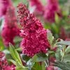 Buddleja Davidii Butterfly Candy Little Ruby - Arbre Aux Papillons Nain -Jardin De Fleurs Magasin Buddleja Butterfly Candy Little Ruby copyright 17556 1