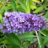 Buddleja Flutterby Peace - Arbre Aux Papillons -Jardin De Fleurs Magasin Buddleja Flutterby Peace 100415 1