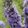 Buddleja High Five Purple - Arbre Aux Papillons -Jardin De Fleurs Magasin Buddleja High Five Purple 85762 1