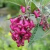 Buddleja Colvilei - Arbre Aux Papillons -Jardin De Fleurs Magasin Buddleja colvilei 82653 2