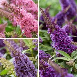 Buddleja Davidii Butterfly Candy Trio Little Purple, Litttle Pink, Little Lila - Arbres Aux Papillons Nains