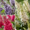 Buddleja Davidii Butterfly Candy Trio Little Sweetheart, White, Little Ruby - Arbres Ã  Papillons Nains -Jardin De Fleurs Magasin Buddleja davidii Butterfly Candy Trio Little Sweetheart White Little Ruby Arbres a papillons nains copyright plantipp 190010 1 1