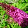 Buddleja Davidii Sugar Plum - Arbre Aux Papillons 3 Buddleja Davidii Sugar Plum - Arbre Aux Papillons -Jardin De Fleurs Magasin Buddleja davidii Sugar Plum 83973 1