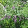 Buddleja Lindleyana - Arbre Aux Papillons De Lindley -Jardin De Fleurs Magasin Buddleja lindleyana 83974 1