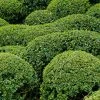 Buis - Buxus Microphylla Faulkner -Jardin De Fleurs Magasin Buxus microphylla Faulkner 84797 1