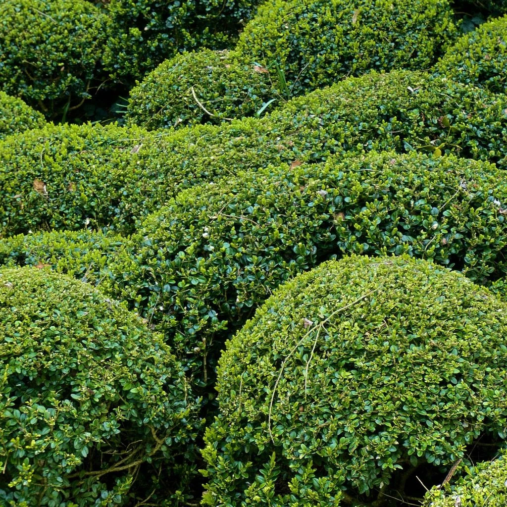 Buis - Buxus Microphylla Faulkner 1 Buis - Buxus Microphylla Faulkner