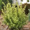Buxus Sempervirens Golden Dream - Buis Commun 2 Buxus Sempervirens Golden Dream - Buis Commun -Jardin De Fleurs Magasin Buxus sempervirens Golden Dream 100392 1