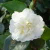 CamÃ©lia D'automne - Camellia Sasanqua Waterfall White -Jardin De Fleurs Magasin CAMELIA SASANQUA WATERFALL WHITE 4 5L 153451 1