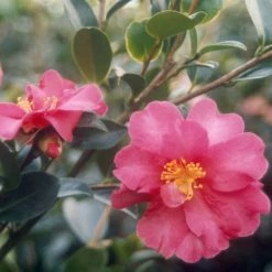 CamÃ©lia D'automne - Camellia Sasanqua Kanjiro