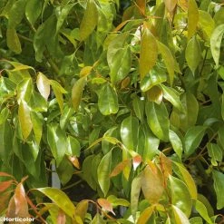 Camphrier - Cinnamomum Camphora