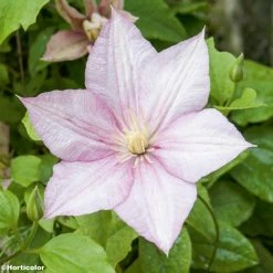 ClÃ©matite - Clematis Caroline