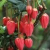 Crinodendron Hookerianum - Arbre Aux Lanternes 2 Crinodendron Hookerianum - Arbre Aux Lanternes -Jardin De Fleurs Magasin CRINODENDRON HOOKERIANUM 781681 1