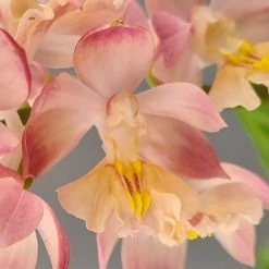 Calanthe Arizona Dream - OrchidÃ©e Vivace