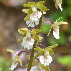 Calanthe Olive Green - OrchidÃ©e Vivace