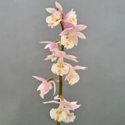 Calanthe Pink & Cream - OrchidÃ©e Vivace
