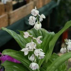 Calanthe Aristulifera - OchidÃ©e Vivace