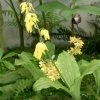 Calanthe Sieboldii - OrchidÃ©e De Jardin Jaune