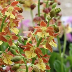 Calanthe Tricarinata - OrchidÃ©e Vivace