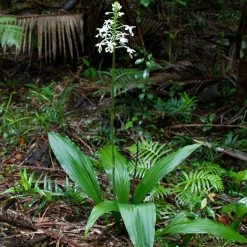 Calanthe Triplicata - OrchidÃ©e Vivace