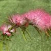 Calliandra Surinamensis Dixie Pink - Arbre Aux Houpettes -Jardin De Fleurs Magasin Calliandra surinamensis Dixie Pink IF 17247 1
