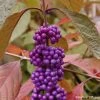 Callicarpa Bodinieri Imperial Pearl -Jardin De Fleurs Magasin Callicarpa Imperial Pearl 82633 1