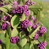 Callicarpa Bodinieri Magical Deep Purple 2 Callicarpa Bodinieri Magical Deep Purple -Jardin De Fleurs Magasin Callicarpa bodinieri Magical Deep Purple copyright 18286 1