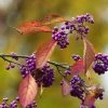 Callicarpa Bodinieri Magical Purple Giant -Jardin De Fleurs Magasin Callicarpa bodinieri Magical Purple Giant copyright 18287 1