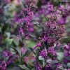 Callicarpa Bodinieri Pearl Glam -Jardin De Fleurs Magasin Callicarpa bodinieri Pearl Glam IF 189770 1