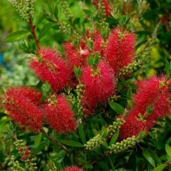 Callistemon (x) Laevis
