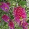 Callistemon Citrinus Burgundy - Rince Bouteille -Jardin De Fleurs Magasin Callistemon citrinus Burgundy 87061 1
