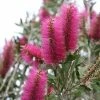 Callistemon Citrinus Mauve Mist - Rince Bouteille -Jardin De Fleurs Magasin Callistemon citrinus Mauve Mist 87064 1