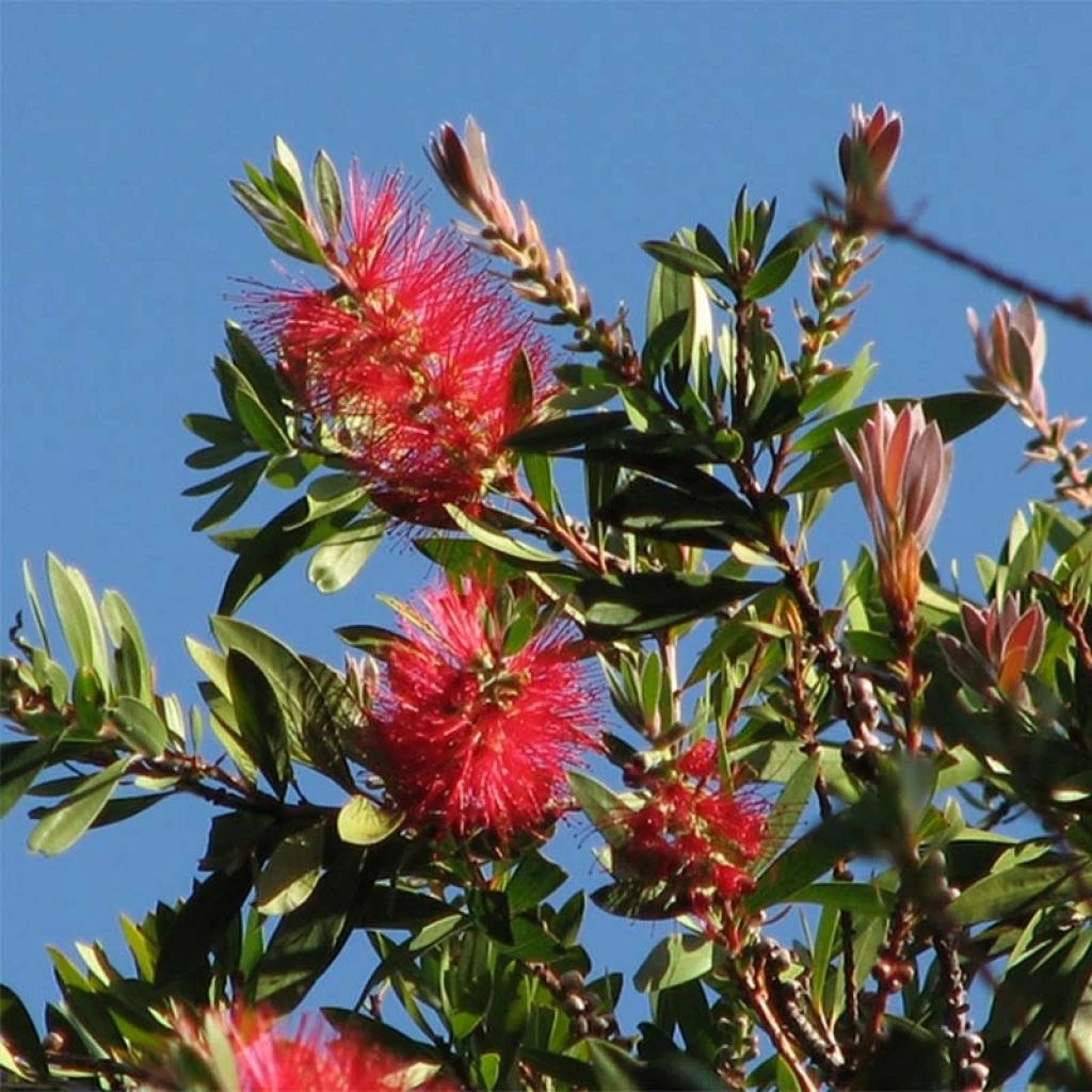 Callistemon Citrinus Splendens - Rince-bouteille 1 Callistemon Citrinus Splendens - Rince-bouteille