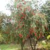Callistemon Viminalis - Rince-bouteille -Jardin De Fleurs Magasin Callistemon viminalis 83245 1