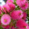 Callistemon Viminalis Bright Pink - Rince Bouteille Pleureur