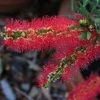 Callistemon Viminalis Captain Cook - Rince-bouteille -Jardin De Fleurs Magasin Callistemon viminalis Captain Cook 87062 1
