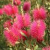 Callistemon Viminalis Hot Pink â€“ Rince Bouteille -Jardin De Fleurs Magasin Callistemon viminalis Hot Pink 82330 2