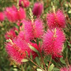 Callistemon Viminalis Hot Pink â€“ Rince Bouteille
