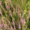 BruyÃ¨re D'Ã©tÃ© - Calluna Vulgaris Marleen -Jardin De Fleurs Magasin Calluna vulgaris Marleen 782015 1 1